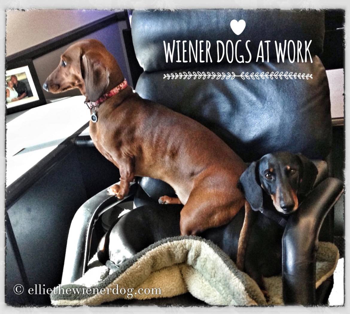EllieWienerdogAtWork.jpg