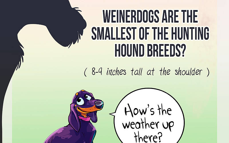Did You Know This About Wienerdogs?