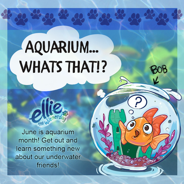 June is Aquarium Month!