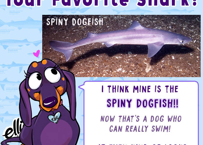 I Think I’ve Found my Favorite Shark!