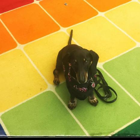 Ellie the Wienerdog school visit