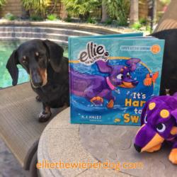 Ellie the Wienerdog Poolside with It's Hard to Swim Book