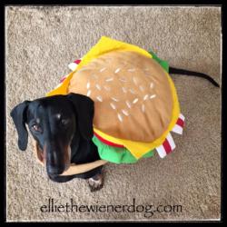 Ellie the Wienerdog in Hamburger Bun Costume